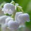   lily-of-the-valley
