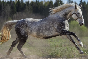 ����� �������� �� �������