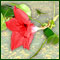 Цветок лианы